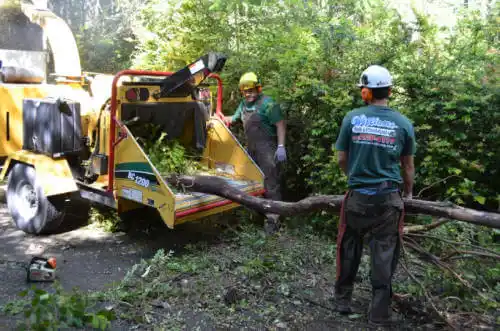 tree services San Carlos Park